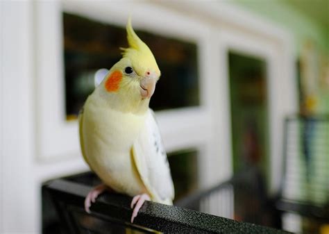 Why Do Cockatiels Bob Their Heads: 8 Likely .